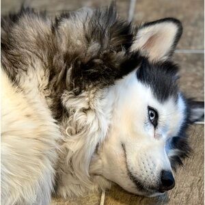 Meet your Posher, Lorin